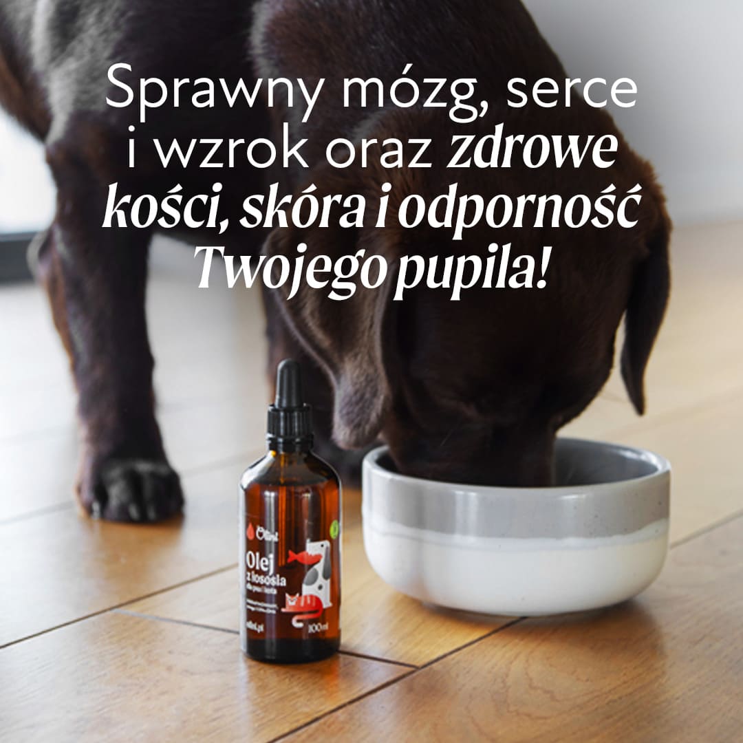 Jaki olej dla psa? Rybny czy roślinny?